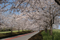農林公園サクラ